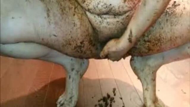 Horse Shit Play 3 American Amateur Scat MILF