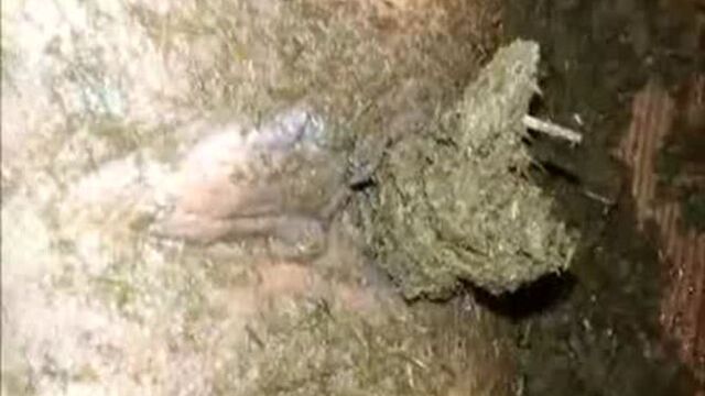 Horse Shit Play 2 American Amateur Scat MILF
