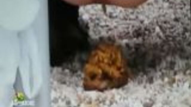 Girl taking a dump in public