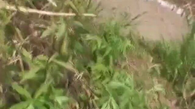 hidden camera on girl pooping